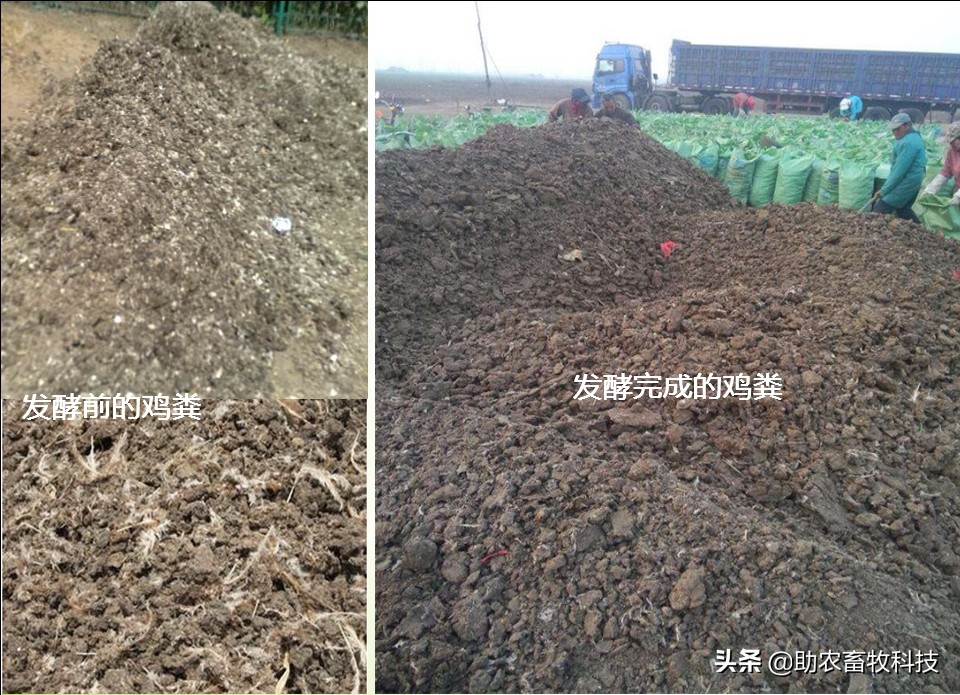 家禽粪便风干,鸡鸭粪便自然发酵方法