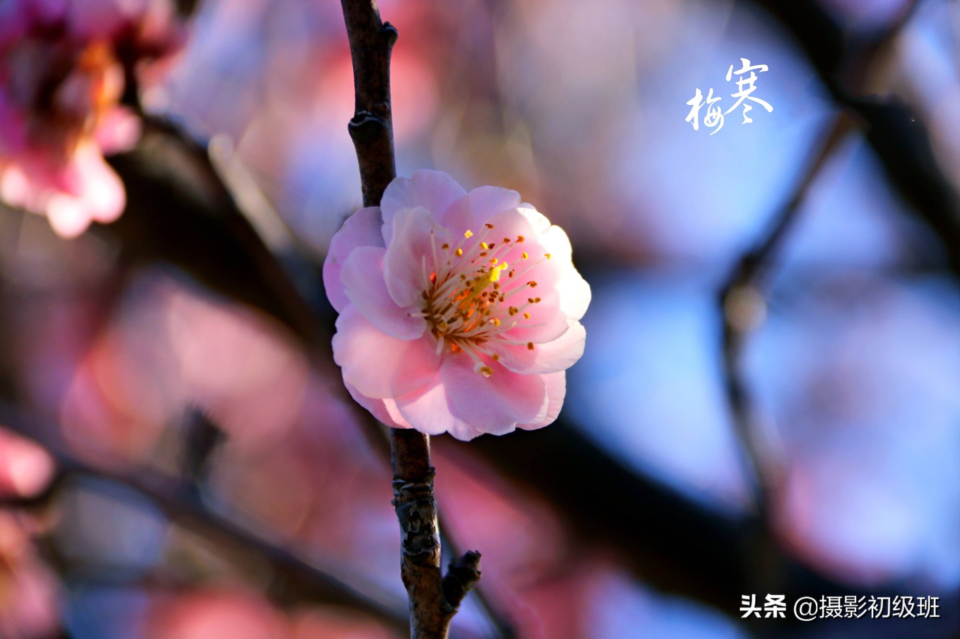 梅花拍摄欣赏技巧有哪些,拍梅花照技巧与角度