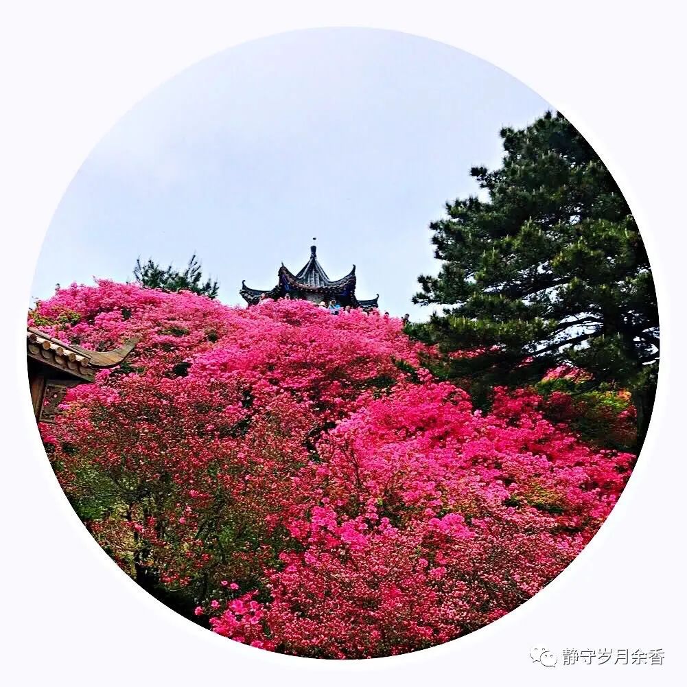 情满龟峰·诗涌花海