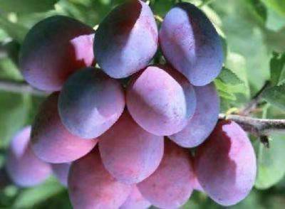 鍝噷鏈夋瀹楄タ姊呰嫍,瑗垮弻鐗堢撼娉曞叞瑗胯タ姊呰嫍