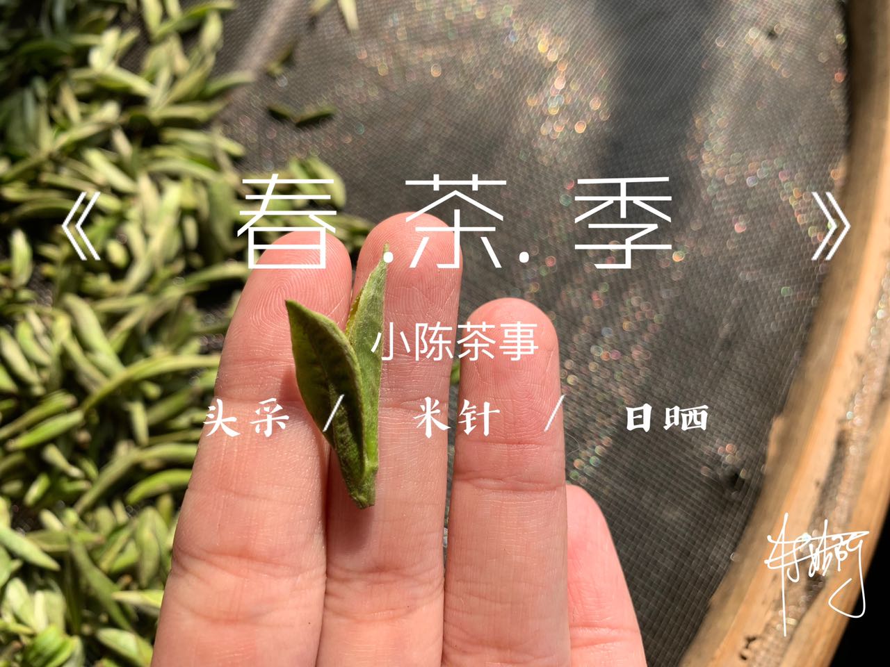 必懂的20个茶叶冷知识,五点冷知识