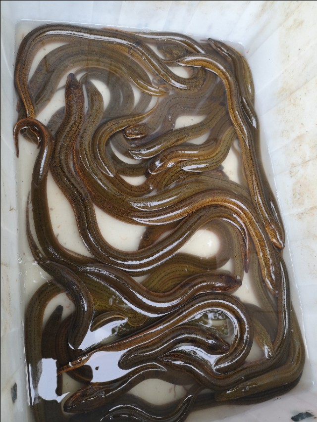 野生黄鳝跟饲养黄鳝怎么区别,野生黄鳝跟饲养黄鳝有什么区别