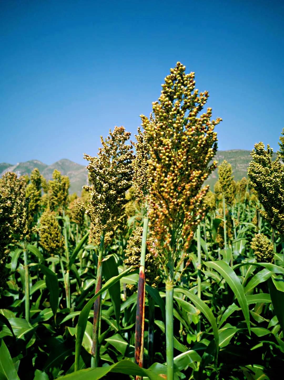 滹沱河畔冬日美景,滹沱河边漫步赏美景