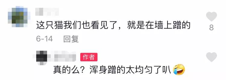 全球罕见足球猫冲上热搜,网友:指定染色!结果......哈哈哈哈