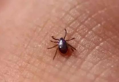 小小蜱虫危害大这些事项需注意,带宝宝外出怎么防草蜱虫