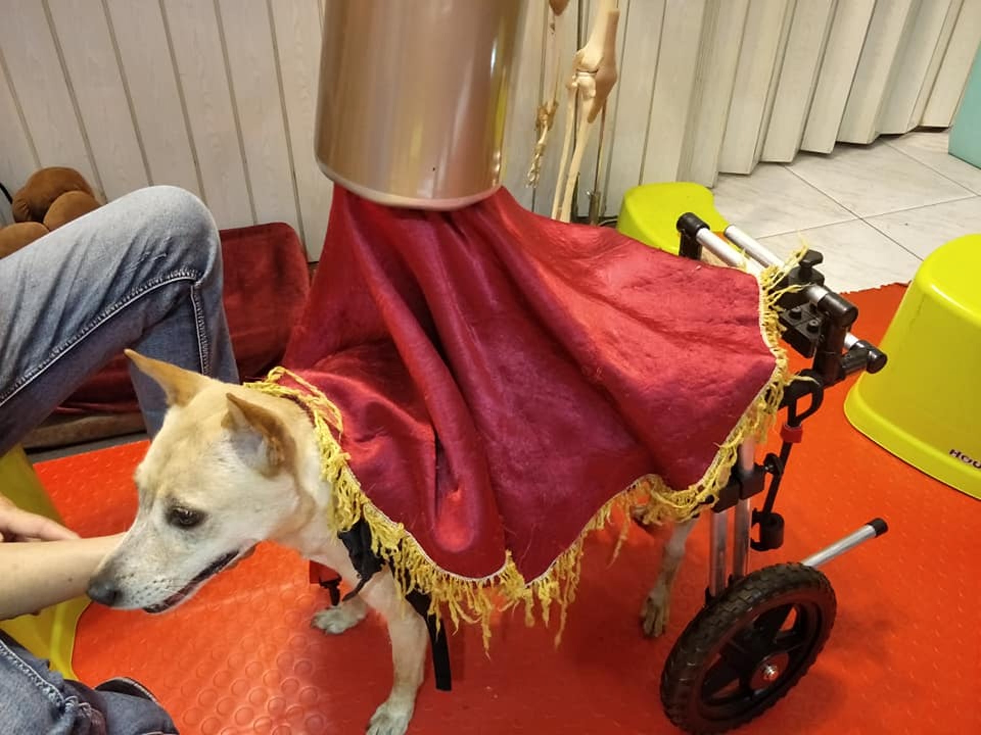 狗狗车祸骨头没断但是不能直立,狗狗脊椎受损瘫痪恢复几率