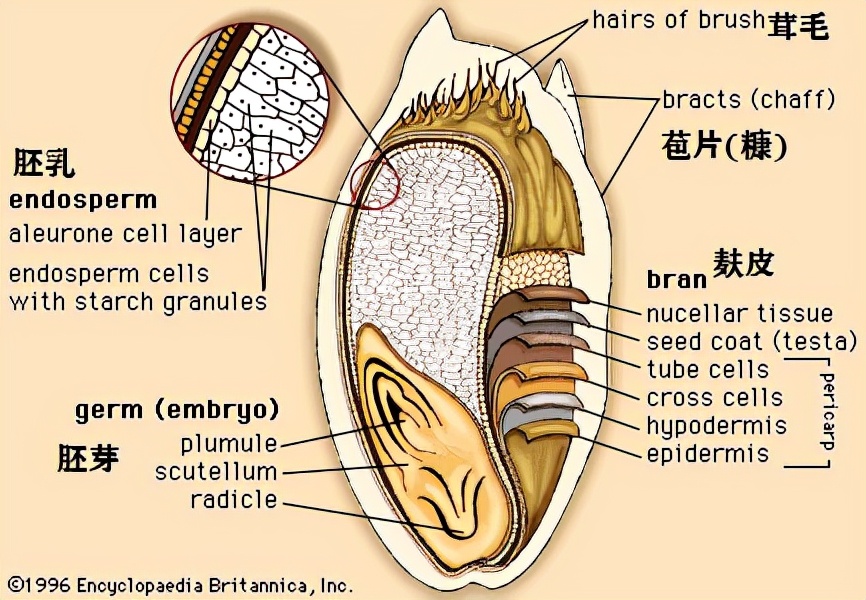 全麦面包减肥真的假的,全麦减肥面包热量超标