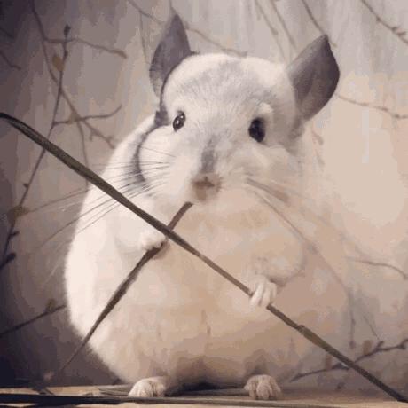 龙猫是猫还是鼠啊,龙猫是猫还是鼠