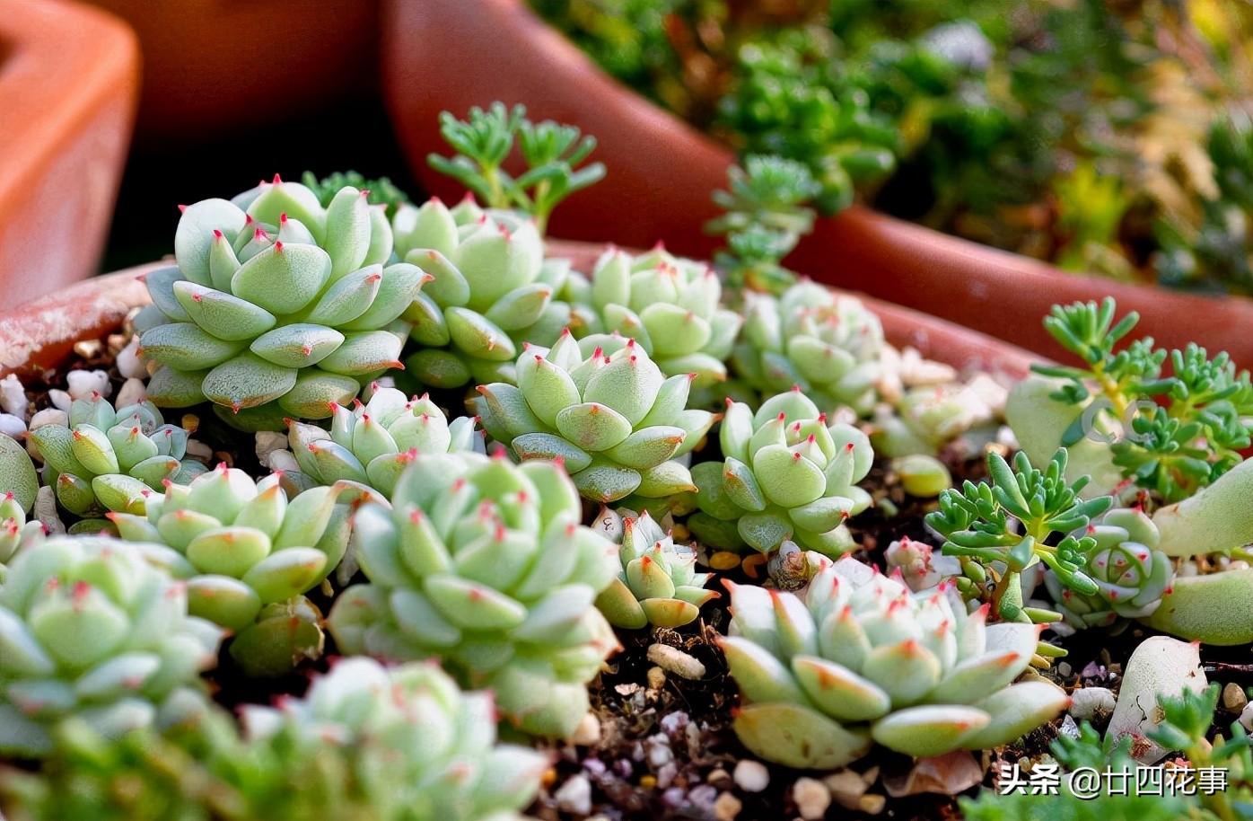 哪些多肉冬季怕冻,什么多肉抗冷耐寒好养