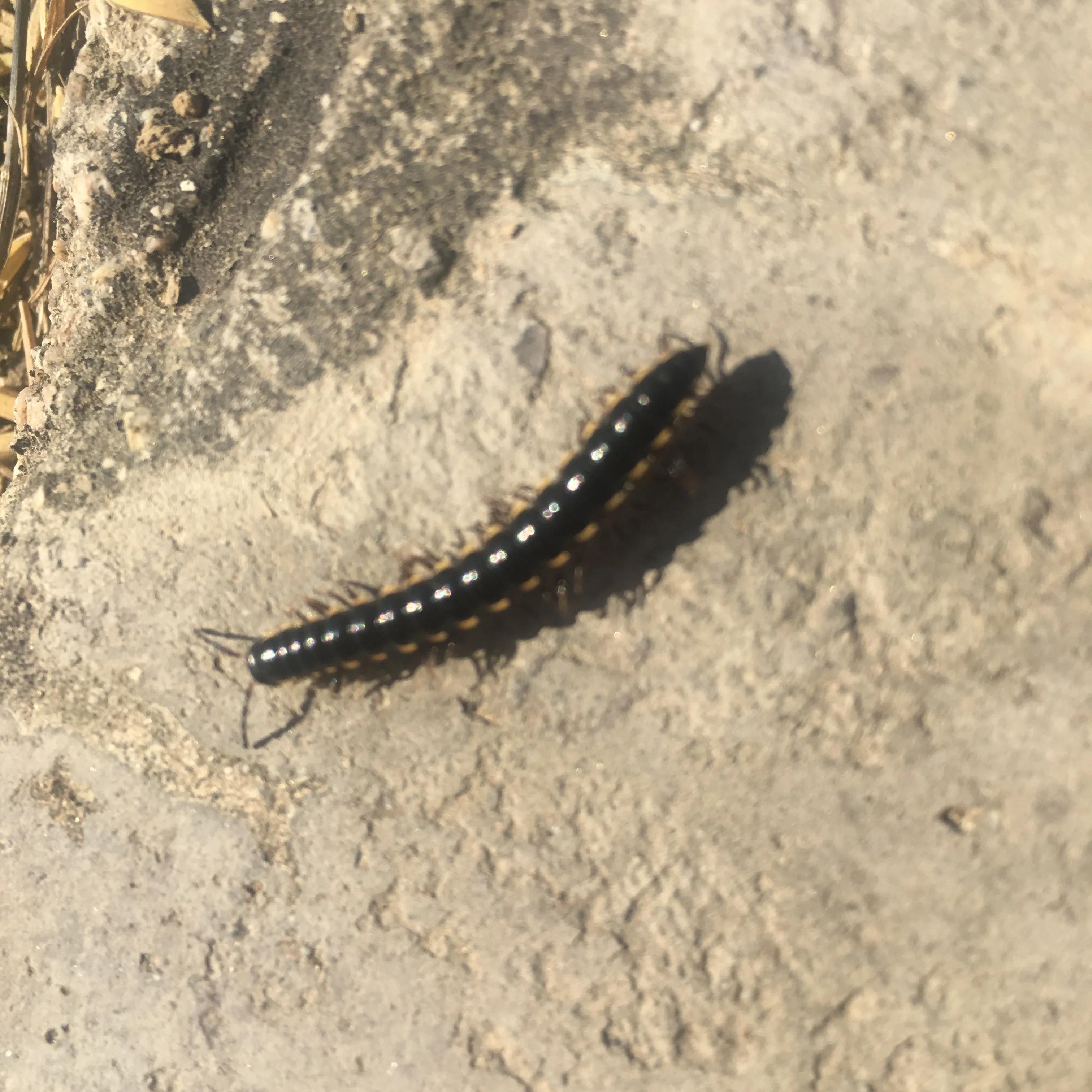 马陆属于什么类的节肢动物,马陆是两栖动物吗