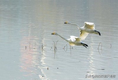 天鹅的故事有什么道理,天鹅的故事主要讲了什么