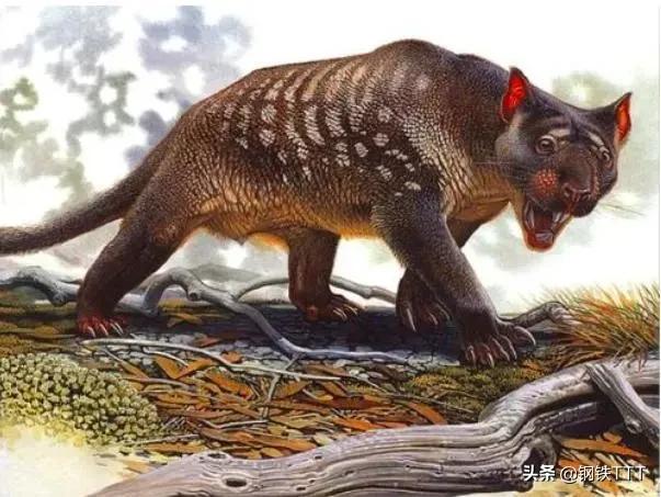 哺乳动物都是有生殖器官的吗,为什么哺乳动物都是四条腿