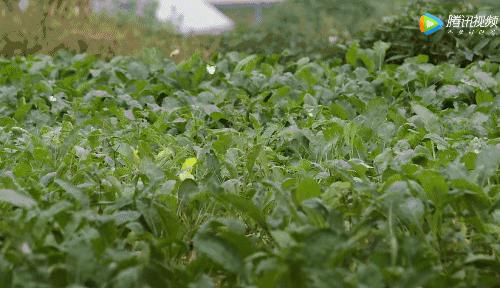 所有人都想请他来东莞拍「肉戏」