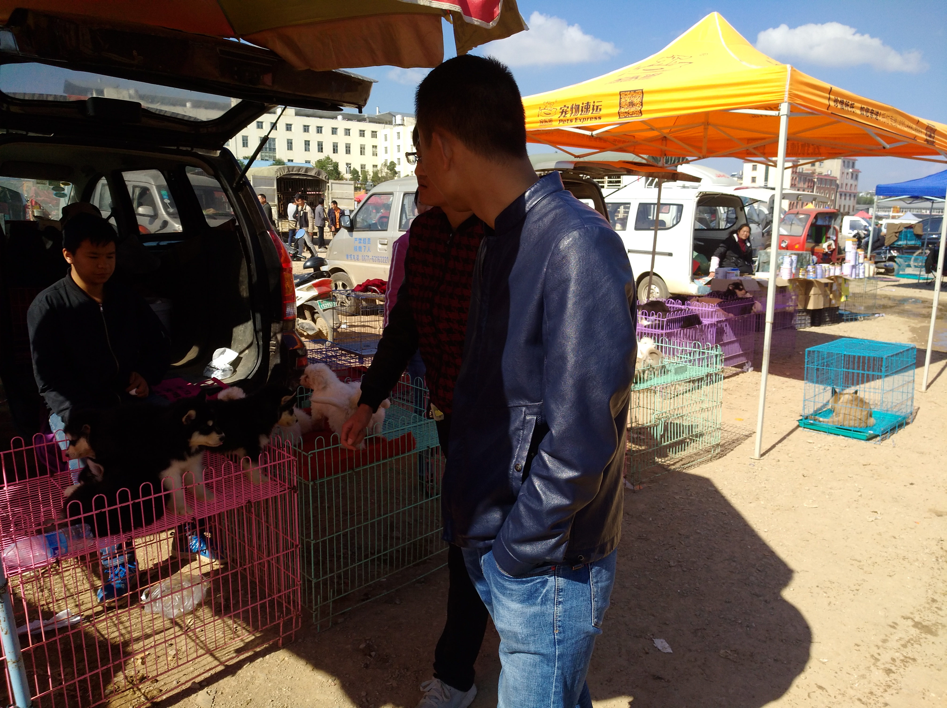 狗市狗哪儿来的,狗市的介绍