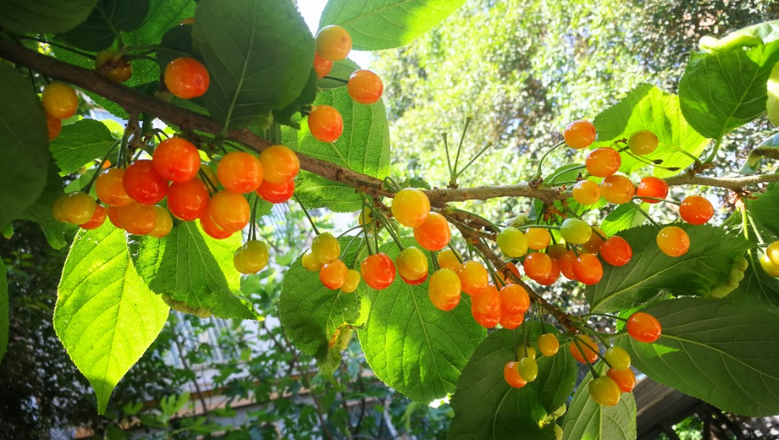 野樱桃树上面长的黑疙瘩是什么,樱桃树上面结满了樱桃图片