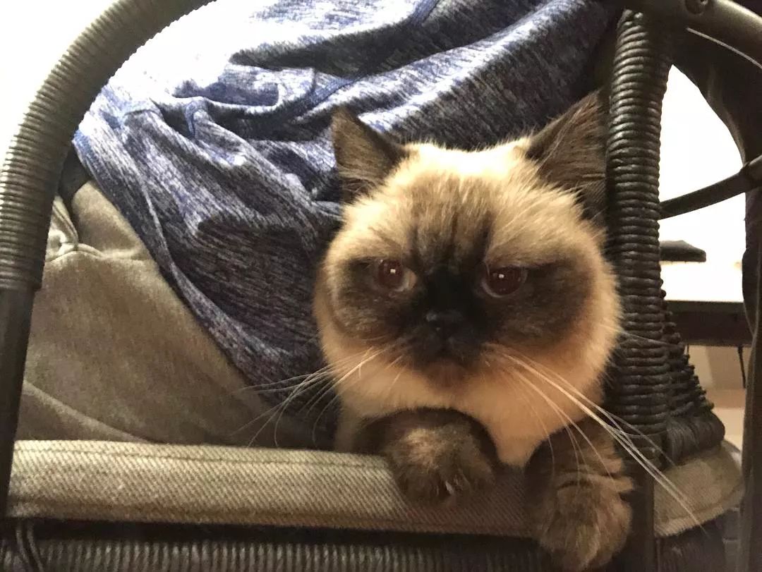 视频会议不小心点到开麦怎么办,视频会议看不到屏幕共享