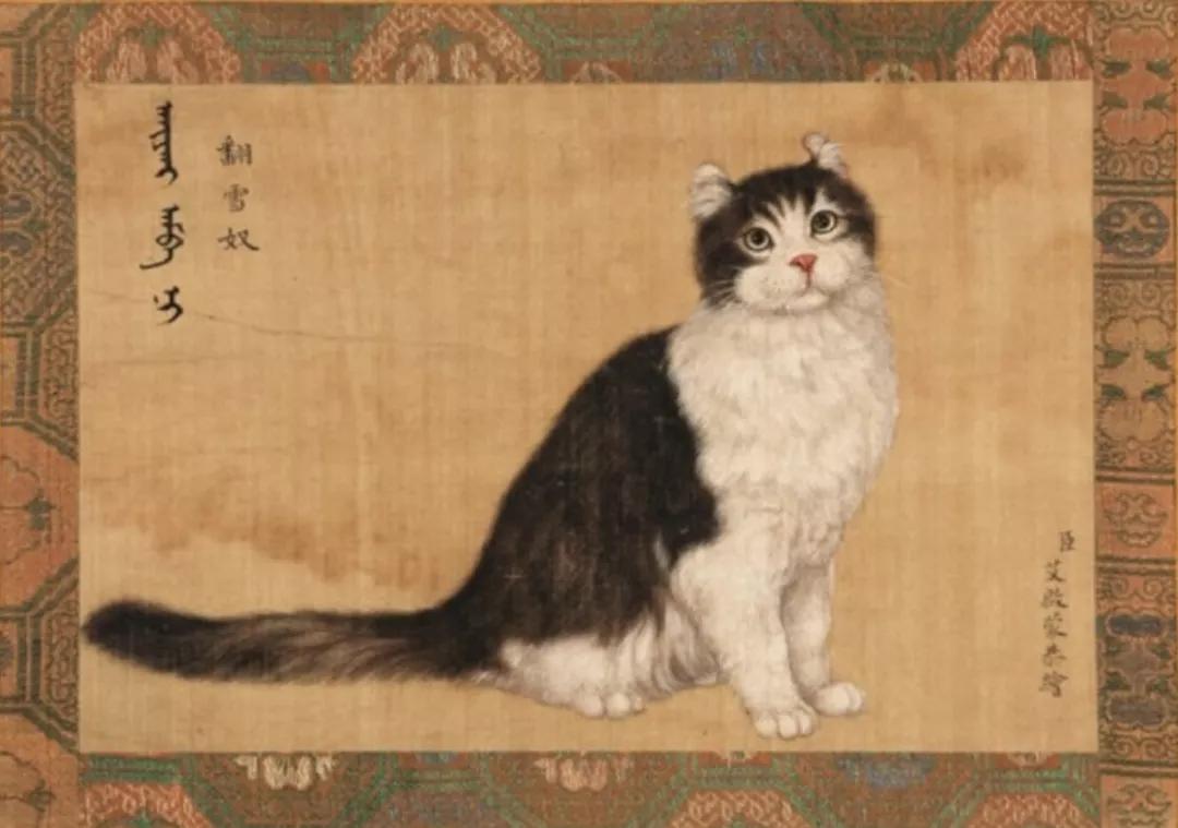 古代猫名字,古代猫的名字