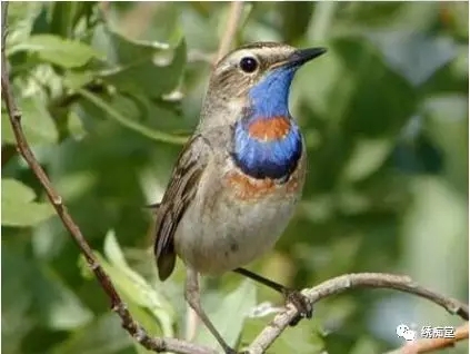 养鸟风水的大忌,养鸟必知的10大忌