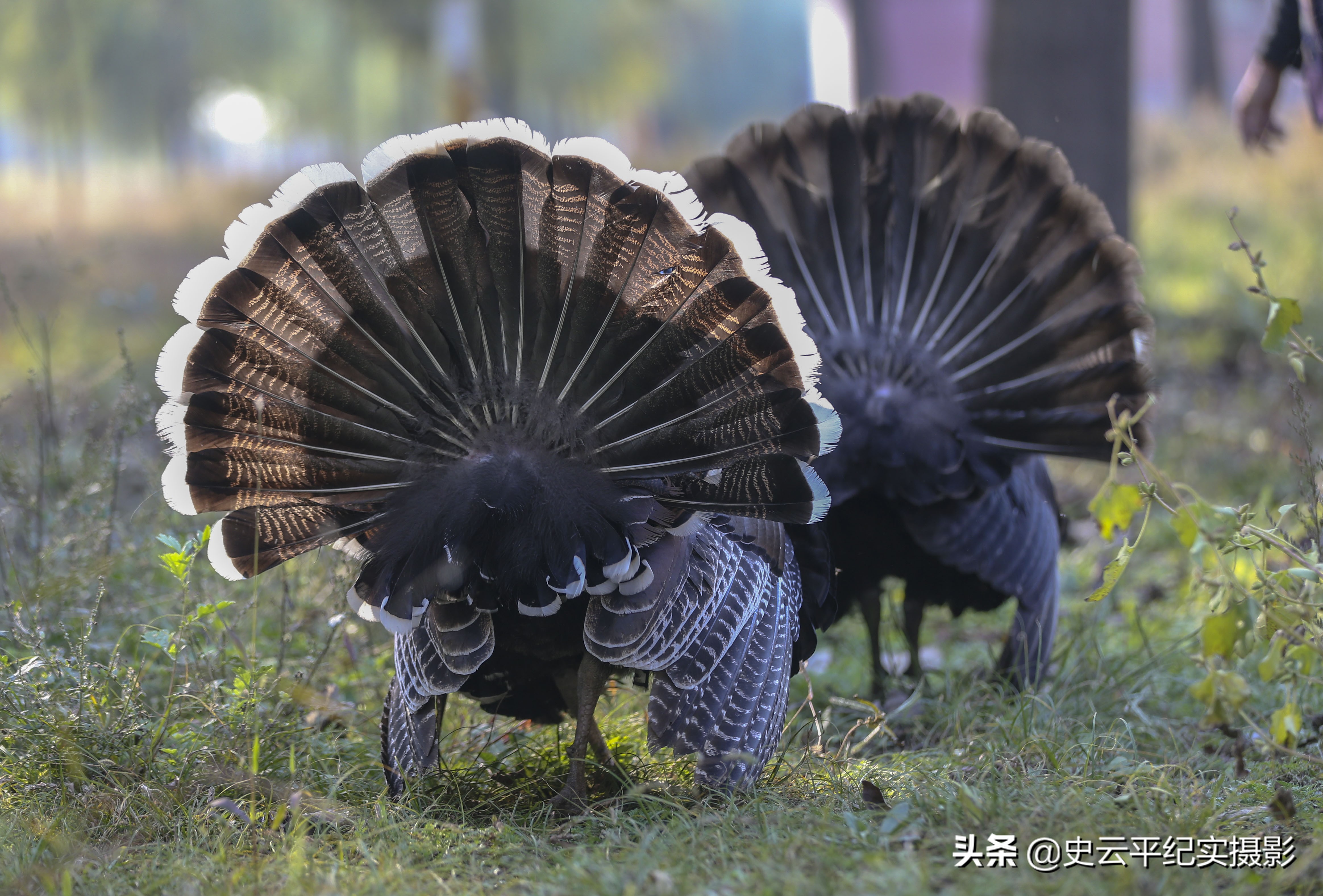 孙子给奶奶买一只小狗,孙子给奶奶买了只鸵鸟