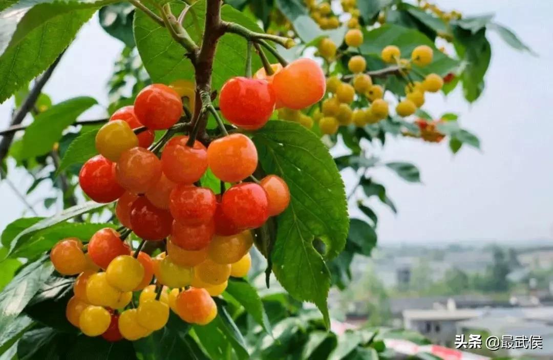 成都摘樱桃的地方不要门票,成都摘樱桃人少的地方