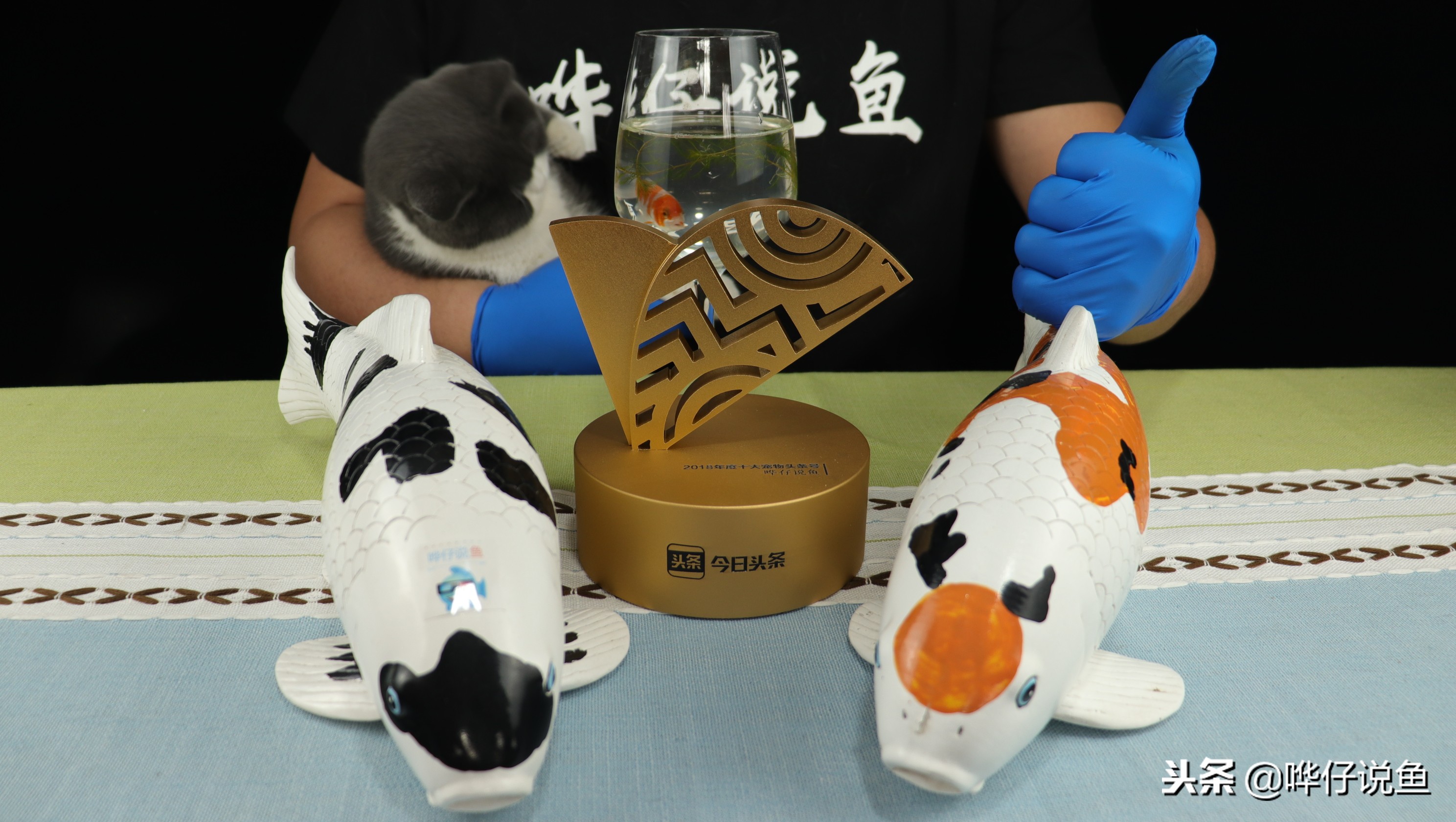 新手养不死鱼技巧,养观赏鱼不死鱼的三个绝招