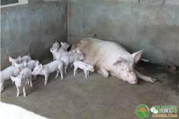 因非洲猪瘟捕杀的猪，有高额补助！你拿到了吗？