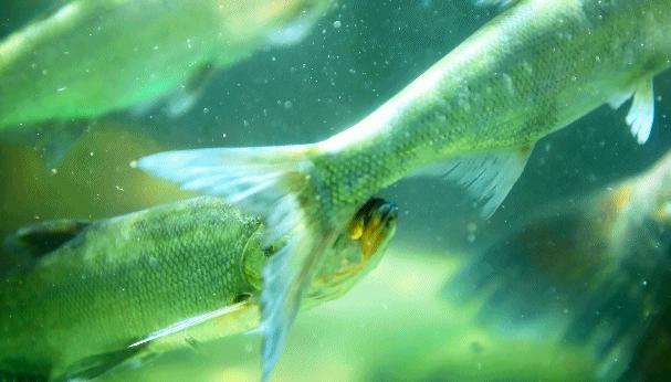 人气烤鱼店推荐39.9烤鱼双人餐,烤鱼钜惠