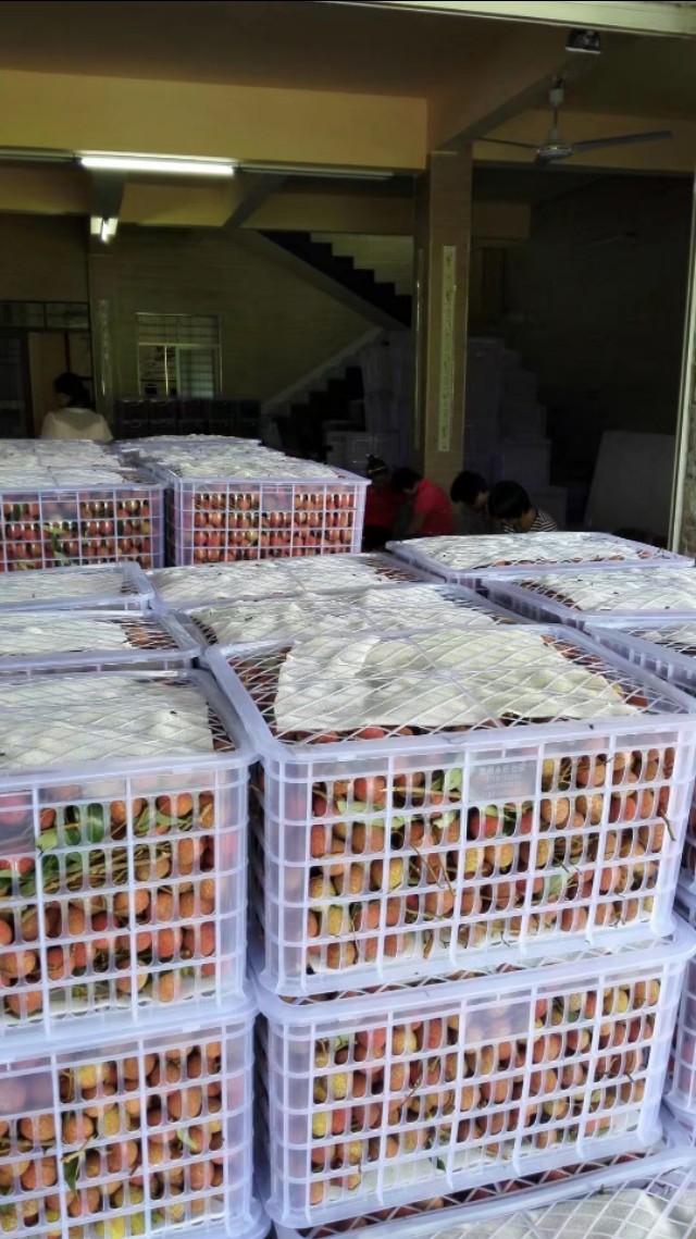 高州市根子镇荔枝出售,高州根子哪里荔枝好吃