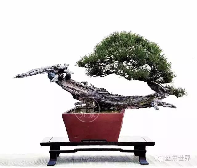 松树盆景经典大片,大斜杆式盆景得金奖作品松树