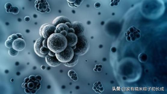 接触宠物感染,怎么防止宠物感染病毒