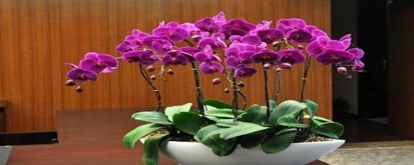 蝴蝶兰怎么养护和施肥施什么肥料,树皮养蝴蝶兰