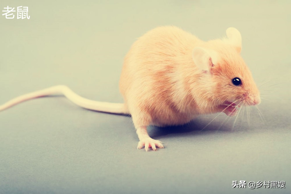鼠类回忆录：一直被厌恶，从没被消灭！一口气搞懂鼠类的前世今生