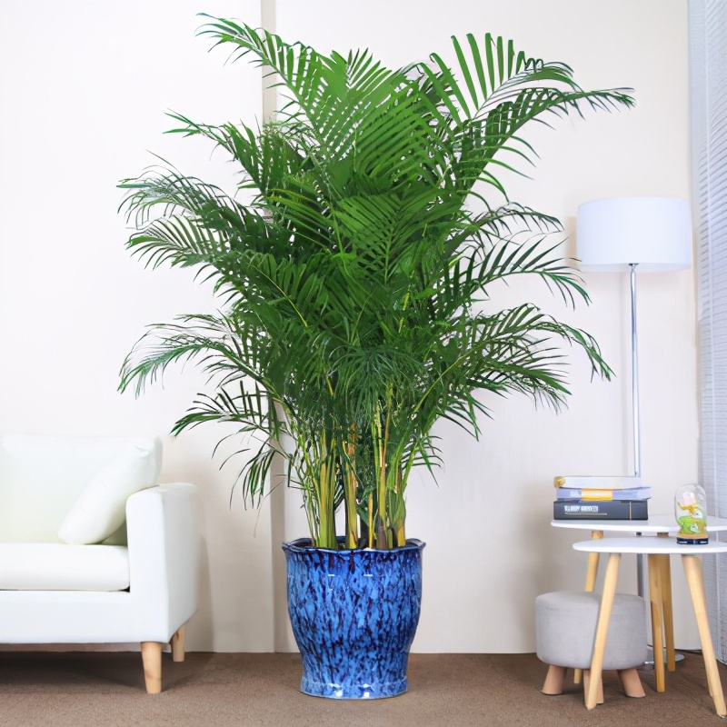 散尾葵怎么养才是正确的,网红散尾葵没有光照