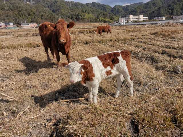 小母牛生孩子了,保山市小母牛