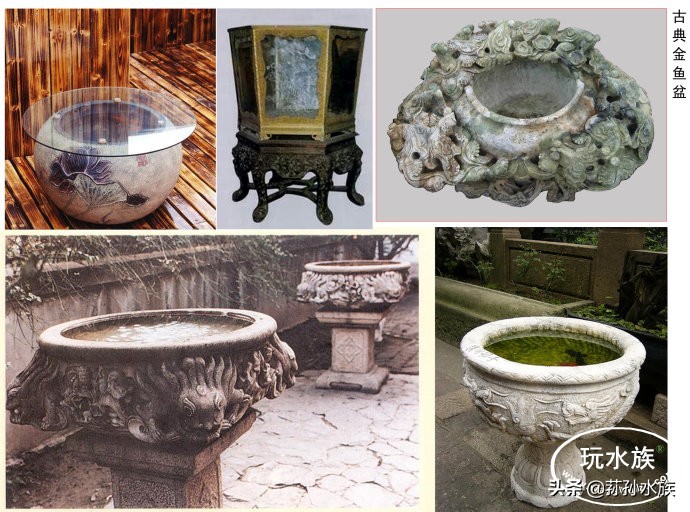 古法养金鱼高手,古法养金鱼抽底