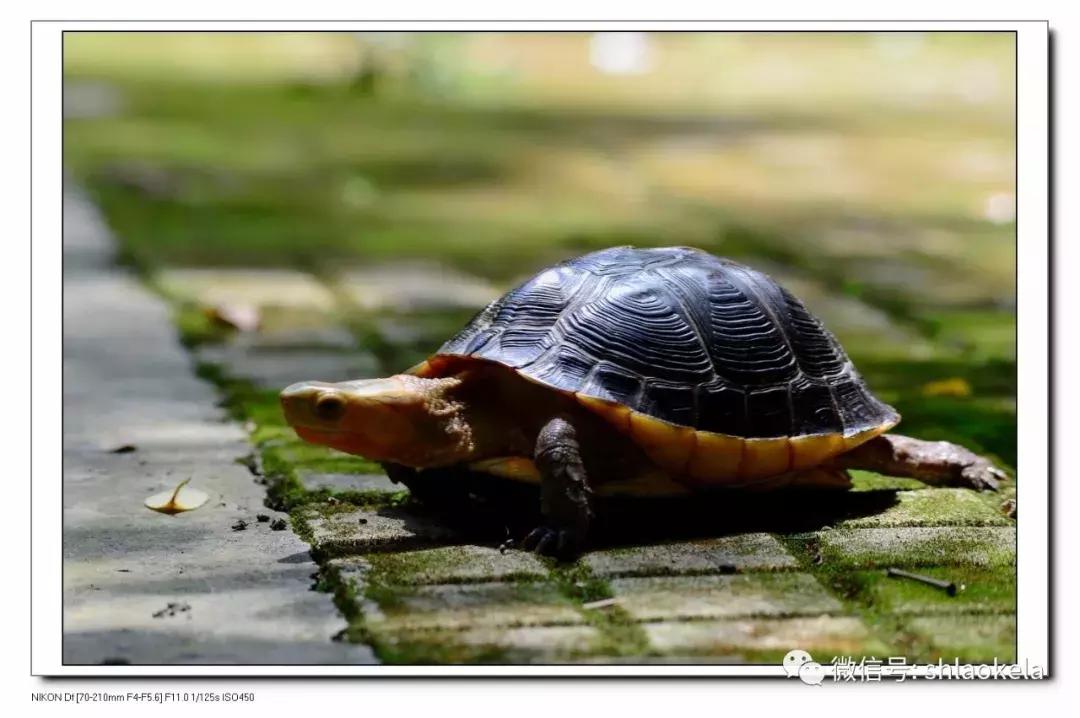 黄缘龟喜欢的植物,黄缘龟有灵性吗