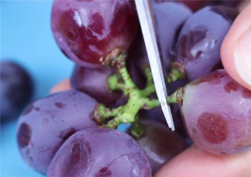 清洗葡萄的正确方法青葡萄,清洗葡萄的正确做法