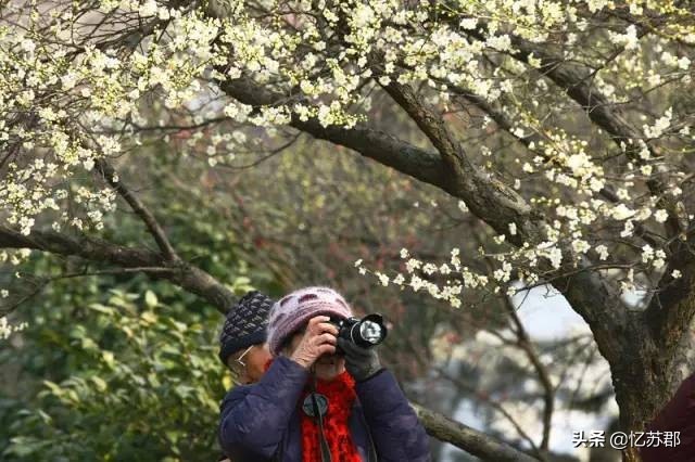 有了这个理由,你一定会爱上苏州西山