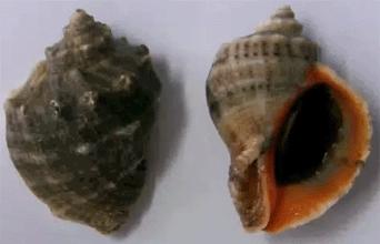 大连常见的海鲜美食都有哪些,大连海鲜吃货大全