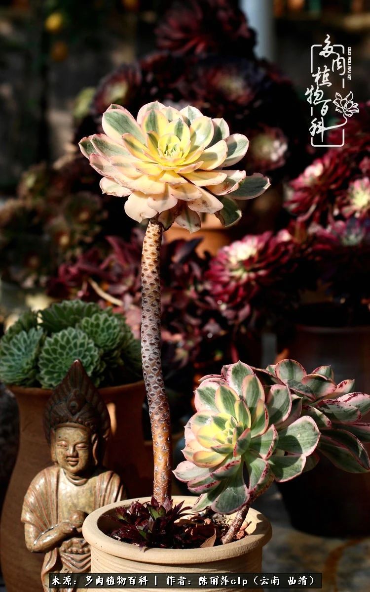 佛系看风景的地方,佛系风景空境视频