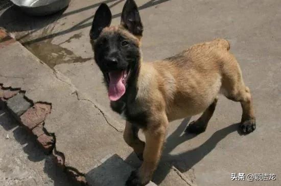 老血统马犬,马犬禁养吗