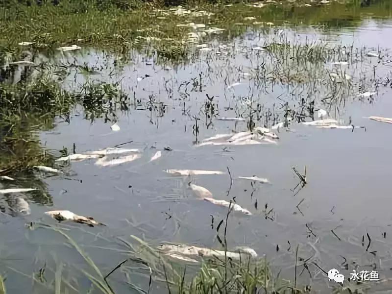 水产养殖低温用什么药,水产养殖不能使用什么药物