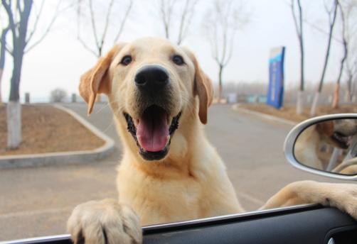 狗狗趴一会起来腿就瘸是怎么回事,狗狗趴久了站起来一瘸一跛