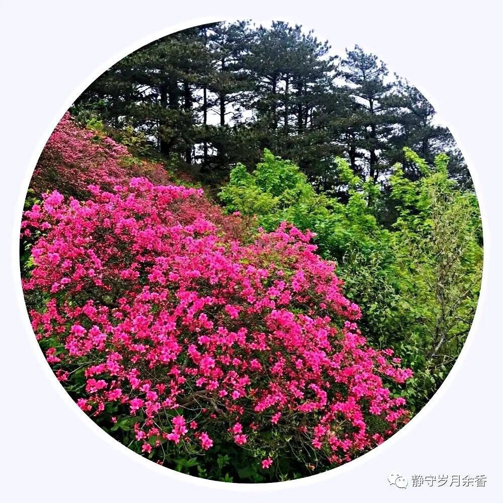 情满龟峰·诗涌花海