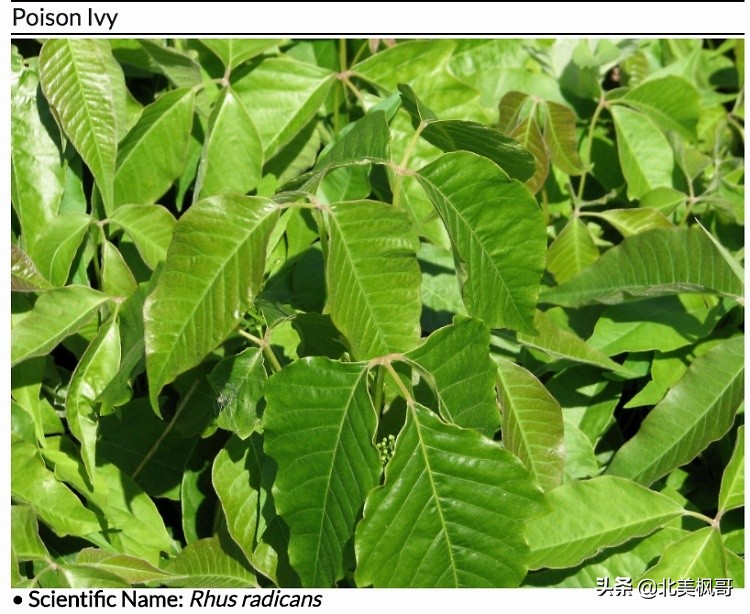 加拿大最危险五大动物,全球十大危险有毒动物