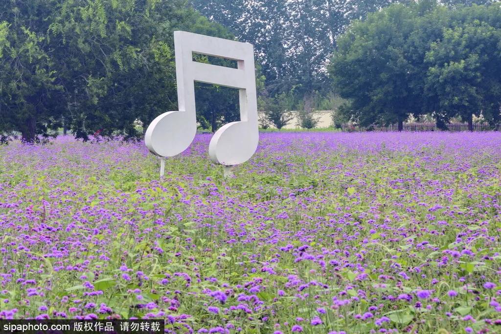 薰衣草花海真是太美了,北京薰衣草花海打卡网红地