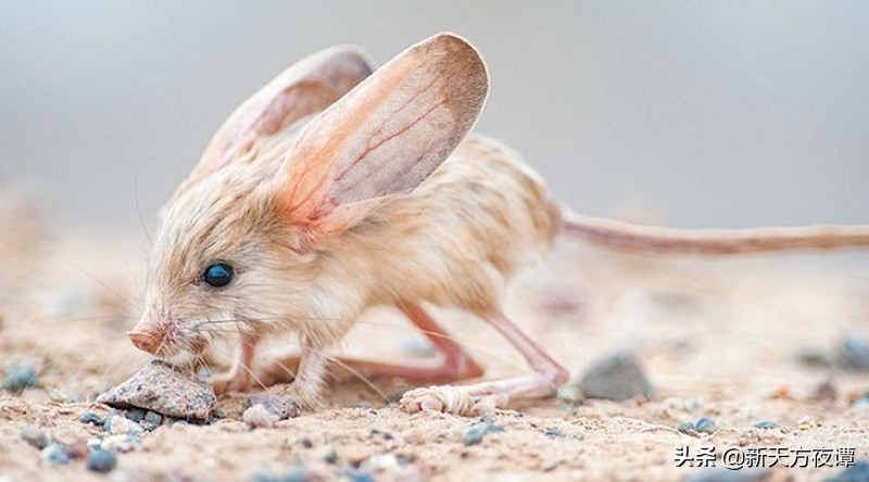 世界上最萌的动物前三名,世界上最呆萌的动物排名