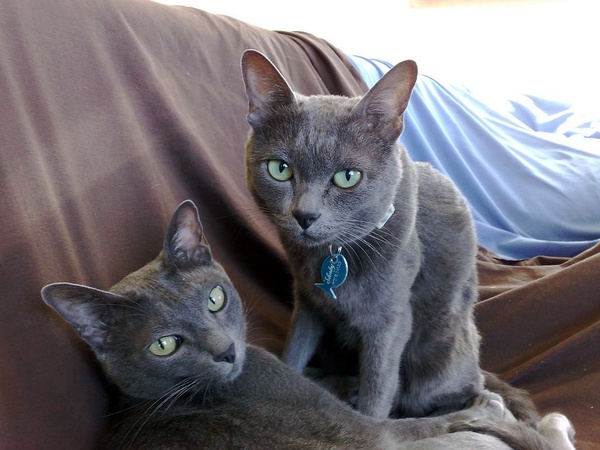 各种猫咪花纹品种,名贵品种猫咪大全