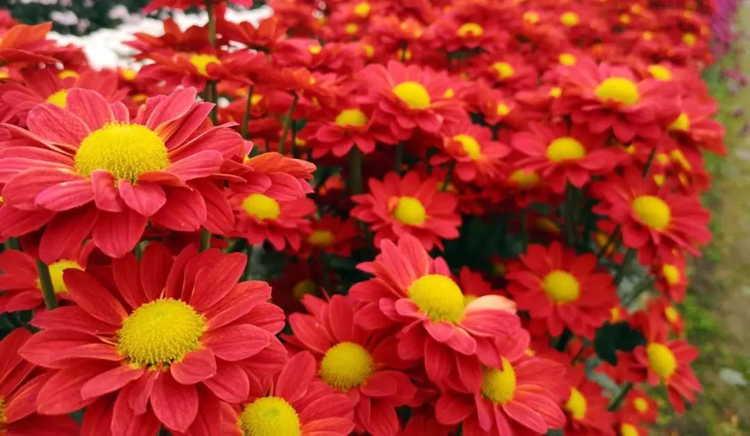 转发此推文,享绍兴平水海丰菊园半价票,更更更送自采菊花一束