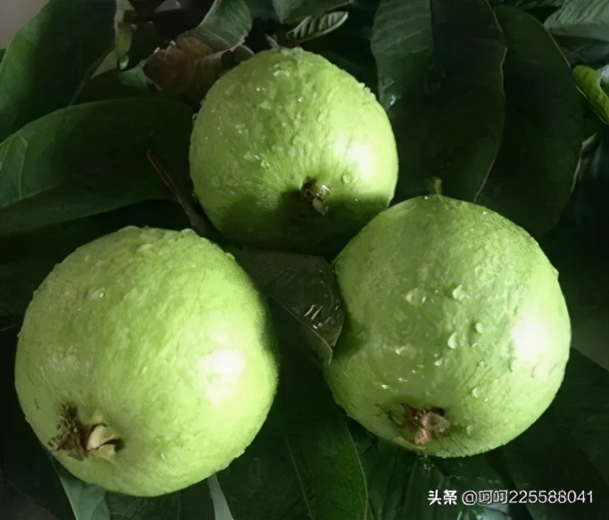 一粒橄榄福州话原版视频,一粒橄榄福州话视频